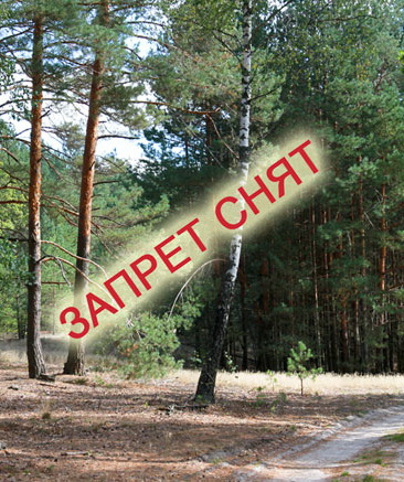 You are currently viewing Снят запрет на посещение лесов