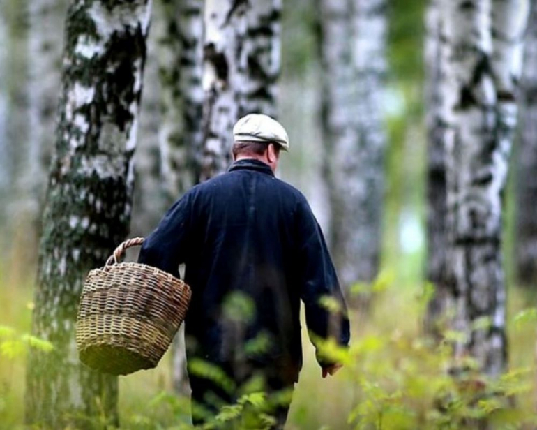Read more about the article Снят запрет на посещение лесов