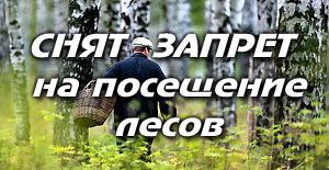 Вы сейчас просматриваете Запрет на посещение лесов снят