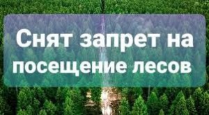 Подробнее о статье Снят запрет на посещение лесов!