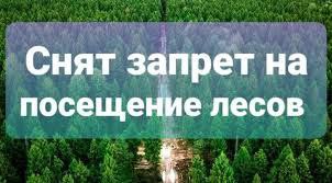 Снят запрет на посещение лесов!