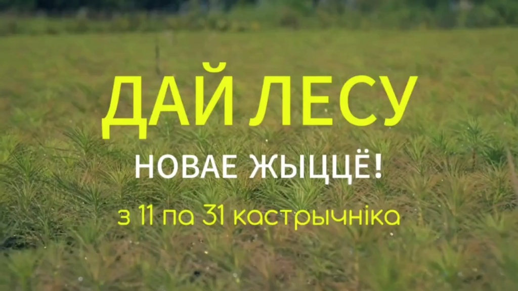 Акция «Дай лесу новае жыццё!» пройдет в Беларуси с 11 по 31 октября