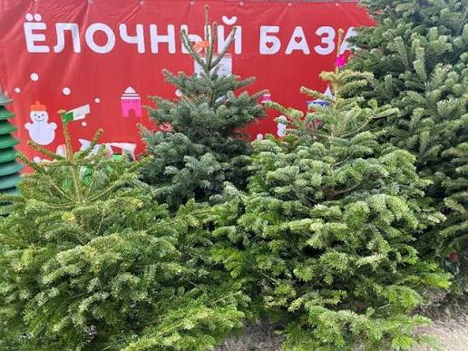 Вы сейчас просматриваете ЁЛОЧНЫЙ БАЗАР