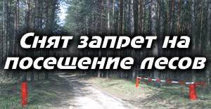 Снят запрет на посещение лесов