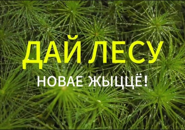 Акция «Дай лесу новае жыццё!» пройдет в Беларуси с 17 по 24 октября