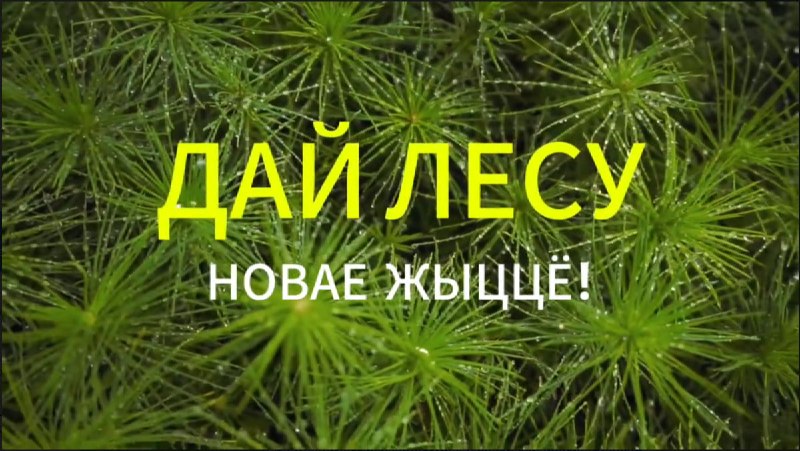 Вы сейчас просматриваете Акция «Дай лесу новае жыццё!» пройдет в Беларуси с 17 по 24 октября